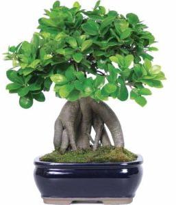 Bonsai Plant