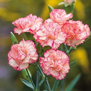 Carnation Plant