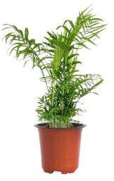 Chamaedorea Palm Plant with 5 Inch Nursery Pot