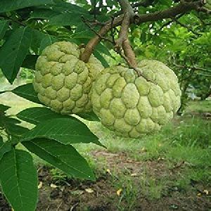 Custard Apple Plant