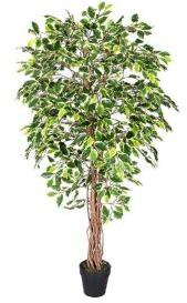 Ficus Plant