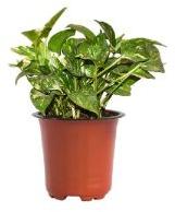 Green Variegated Money Plant with 4 Inch Nursery Pot