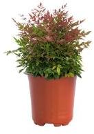 Nandina Domestica Plant with 4 Inch Nursery Pot