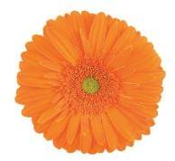 Orange Gerbera Plant