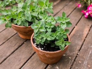 Oregano Plant