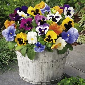 Pansy Plant