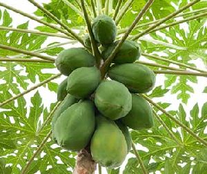 Papaya Plant