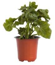 Philodendron Curly Plant with 5 Inch Nursery Pot