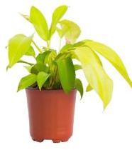 Philodendron Lemon Lime Plant with 8 Inch Nursery Pot