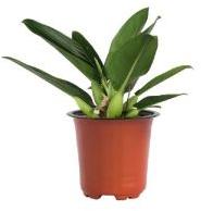 Philodendron Martiana Plant with 5 Inch Nursery Pot