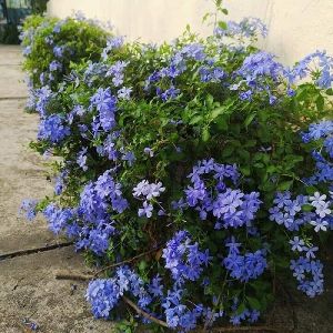 Plumbago Plant