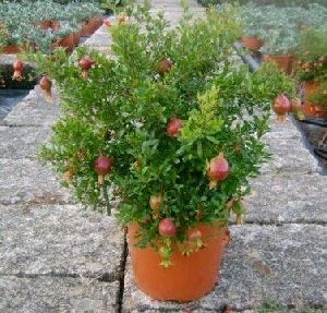 Pomegranate Plant