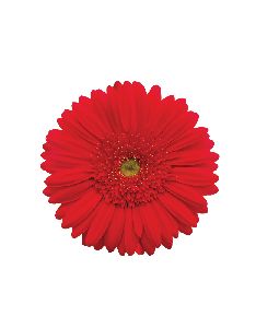 Red Gerbera Plant