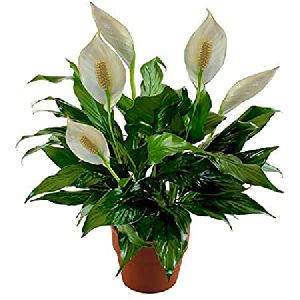 Spathiphyllum Plant