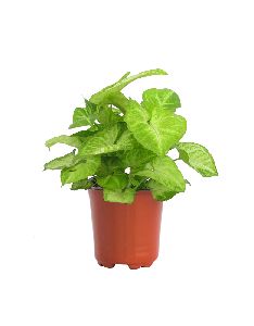Syngonium Green Plant with 5 Inch Nursery Pot