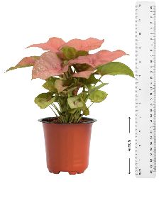 Syngonium Pink Plant with 4 Inch Nursery Pot