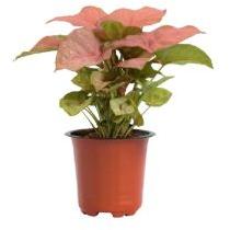 Syngonium Pink Plant with 5 Inch Nursery Pot