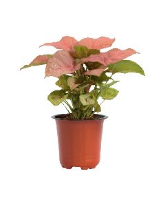 Syngonium Pink Plant with 6 Inch Nursery Pot