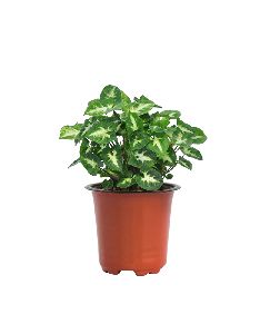 Syngonium Pixie Plant with 4 Inch Nursery Pot