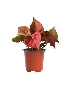 Syngonium Red Plant with 4 Inch Nursery Pot