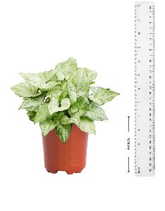 Syngonium Variegated Plant with 4 Inch Nursery Pot