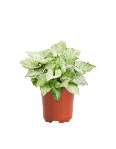 Syngonium Variegated Plant with 5 Inch Nursery Pot