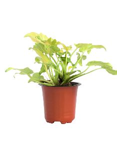 Xanadu Golden Plant with 4 Inch Nursery Pot