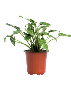 Xanadu Green Plant with 4 Inch Nursery Pot