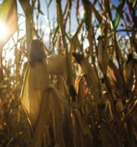 Fresh Maize