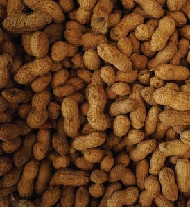 Shelled Peanuts