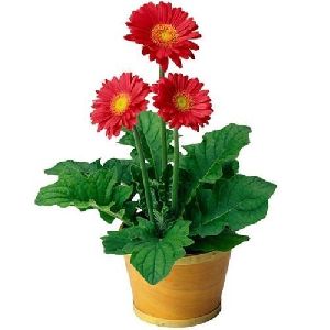 Gerbera Plant