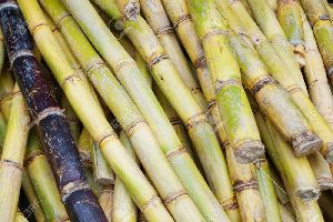 Sugarcane Plant