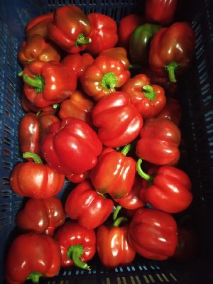 (A Grade) Red Bell Peppers