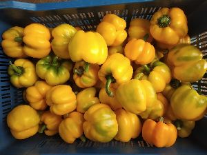 (A Grade) Yellow Bell Peppers