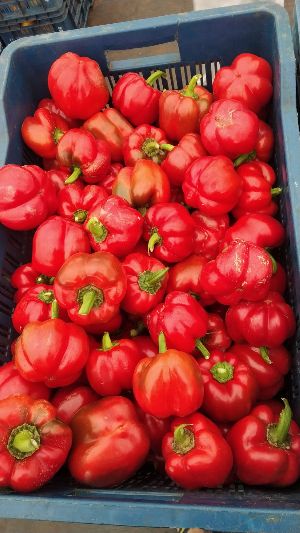 (B Grade) Red Bell Peppers