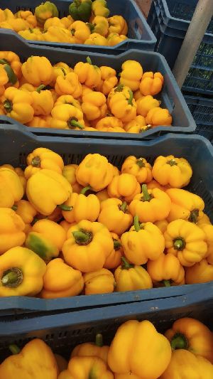 (B Grade) Yellow Bell Peppers