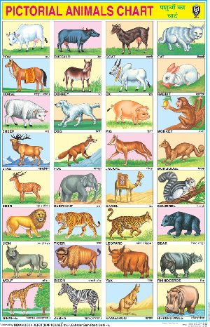 20x30 Inch Educational Wall Chart