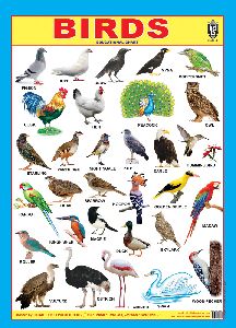 Birds 3d Embossed Chart