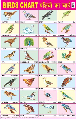 20x30 Inch Educational Wall Chart