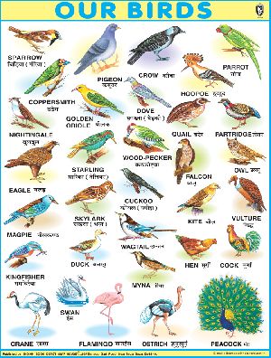 40x54 Inch Educational Wall Chart