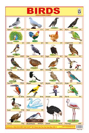 12x18 Inch Hard Laminated Chart