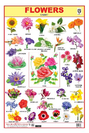 20x30 Inch Hard Laminated Chart