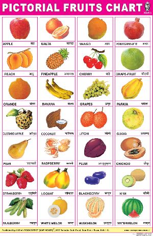 20x30 Inch Educational Wall Chart