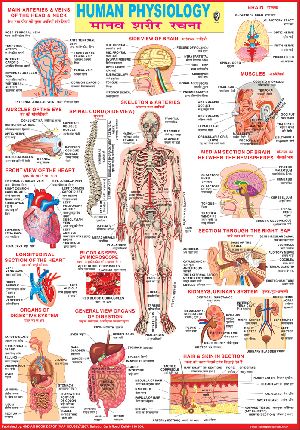 28x40 Inch Educational Wall Chart