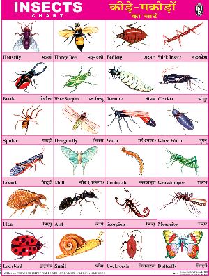 18x23 Inch Educational Wall Chart