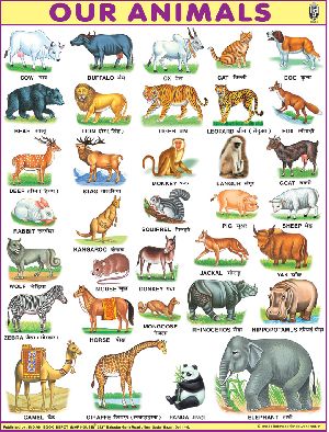 40x54 Inch Educational Wall Chart