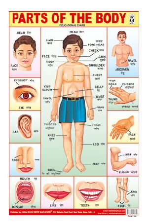 12x18 Inch Hard Laminated Chart