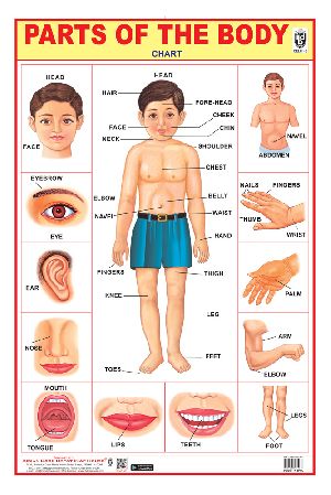 20x30 Inch Hard Laminated Chart
