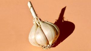 G-282 Fresh Garlic