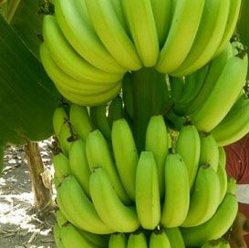 G9 Cavendish Banana